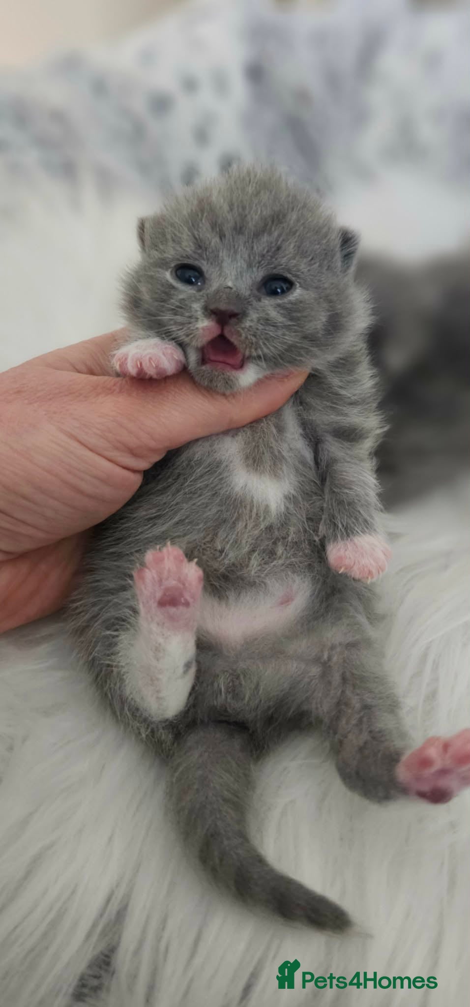 British Shorthair cats High Quality British Shorthair Kittens GCCF - Advert 1