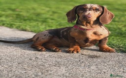 Miniature Dachshund dogs for sale: Miniature dachshund  - Image 12