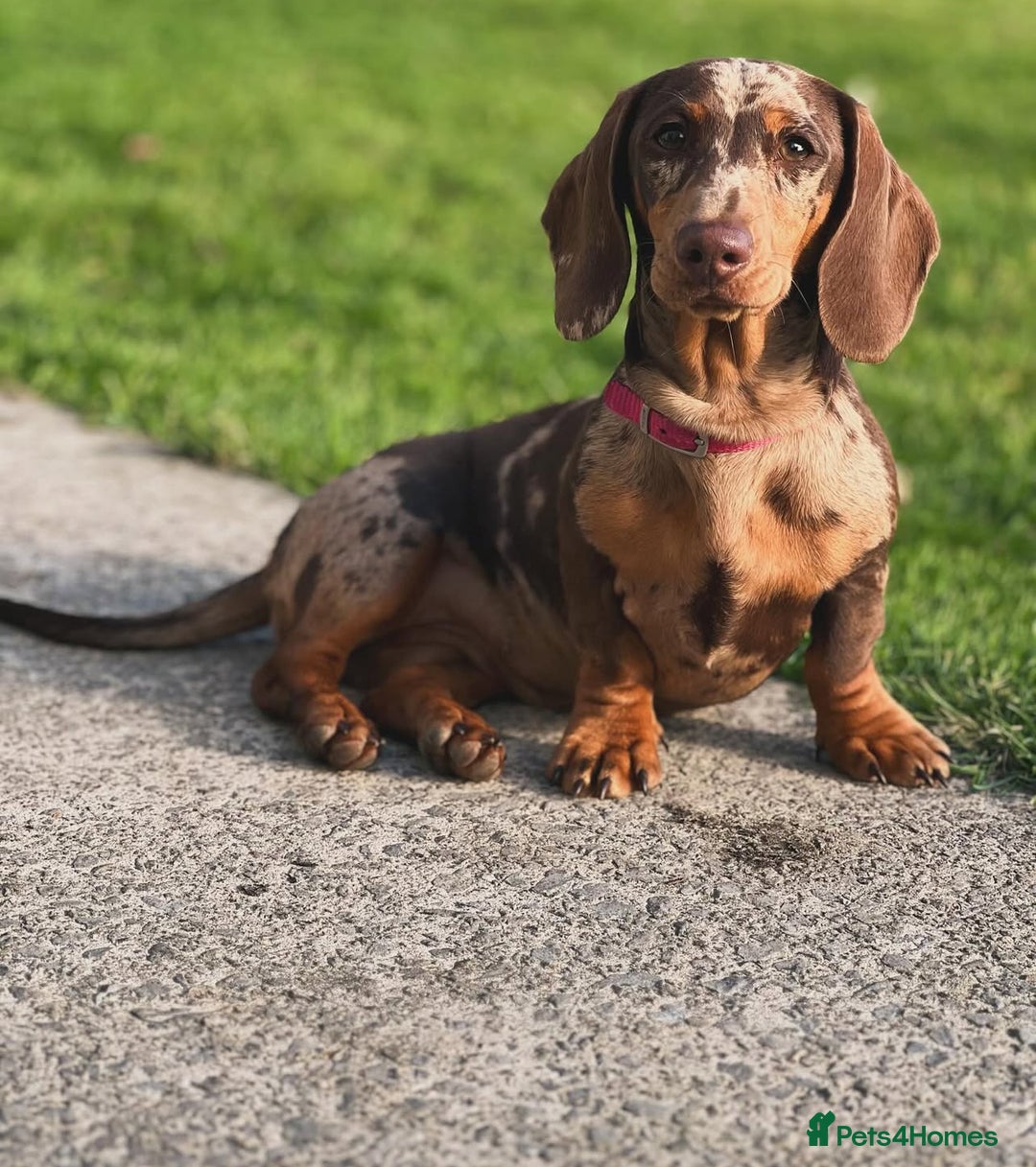 Miniature Dachshund dogs for sale: Miniature dachshund  - Image 12
