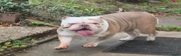 Olde English Bulldogge dogs for sale: 5 year old female  - Advert 3