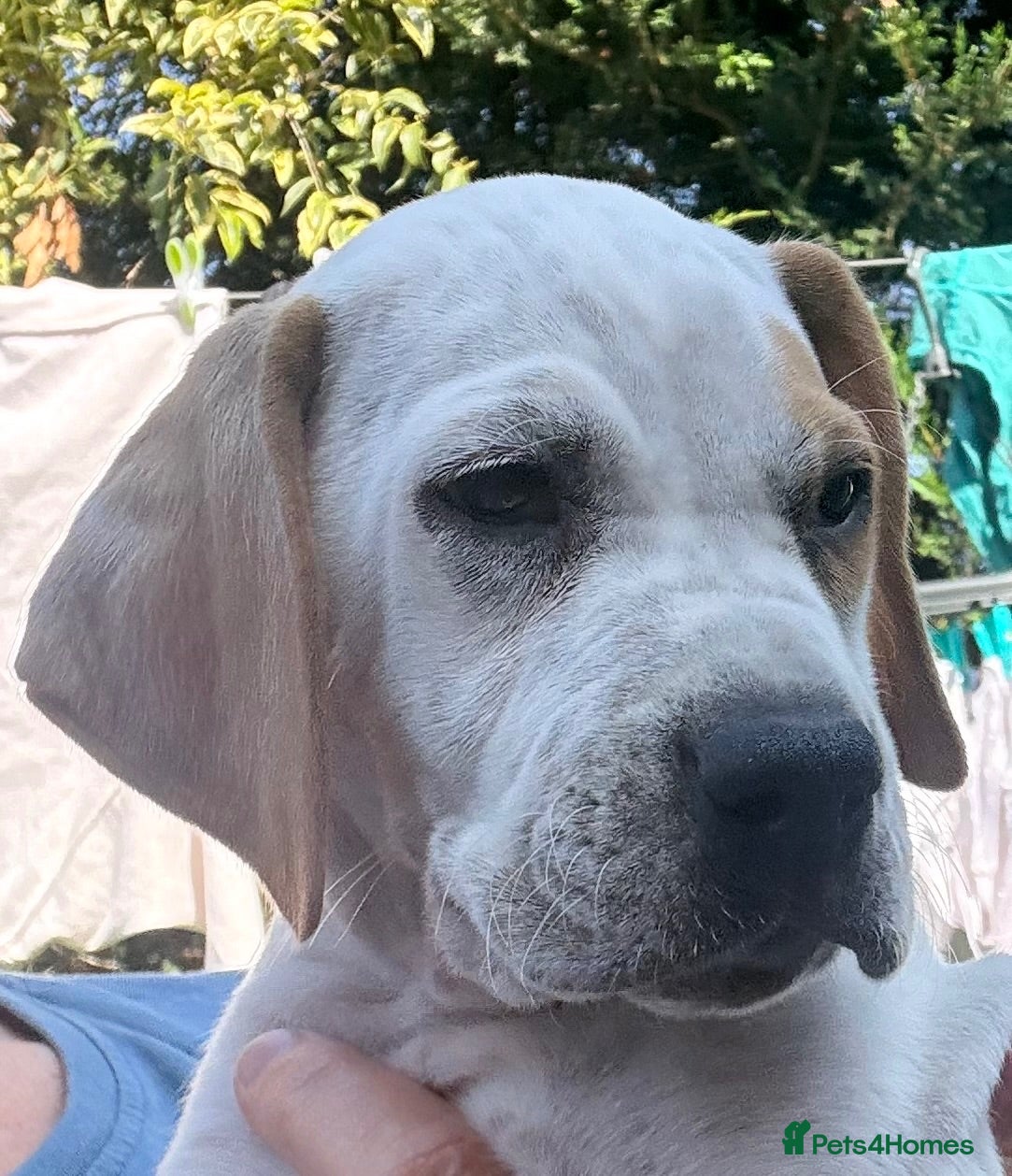 Pointer dogs Last gorgeous little boy looking for his new home - Advert 2