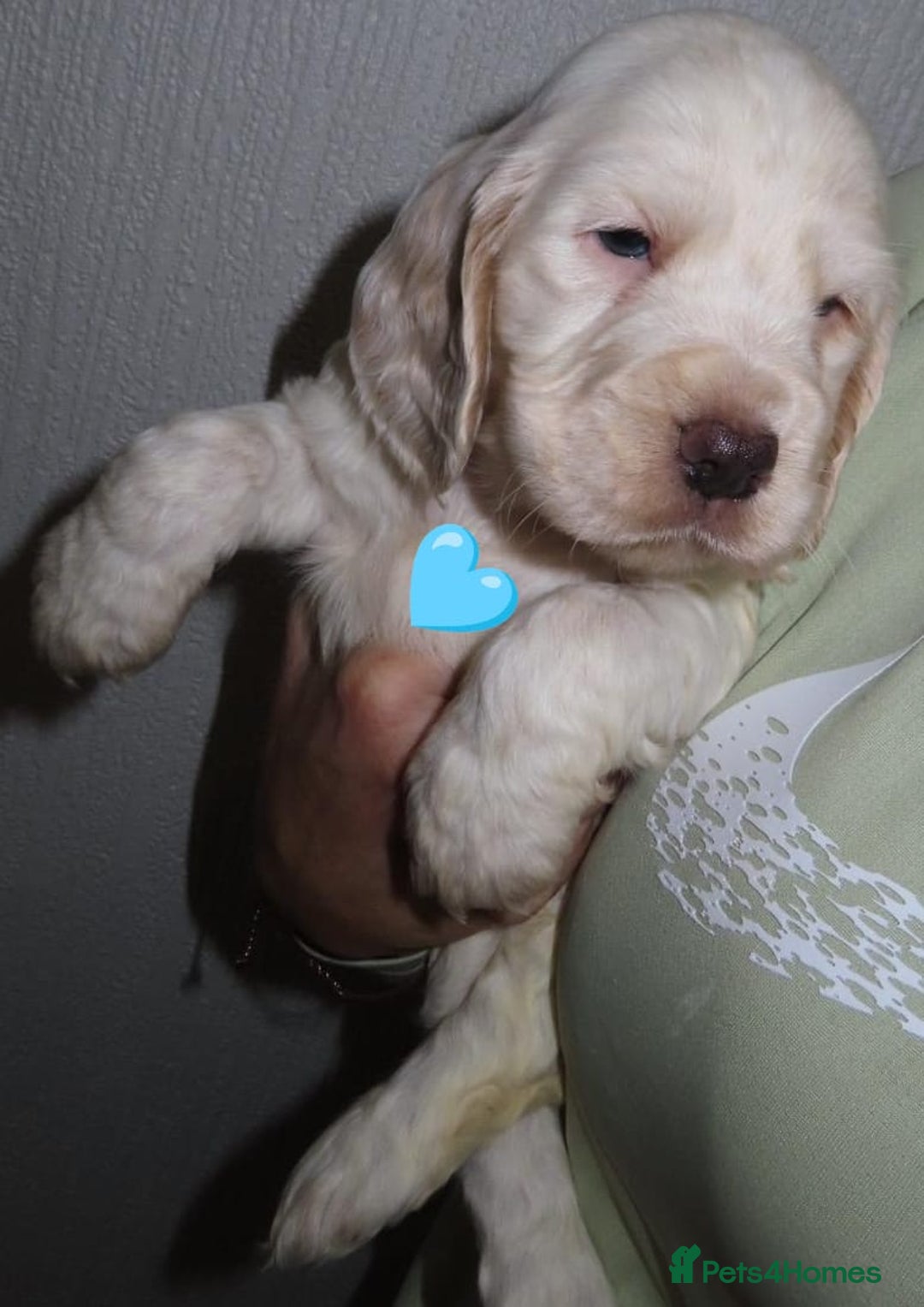 Cocker Spaniel dogs for sale: 🏆🏆Show Type Cocker Spaniel 🏆 - Advert 6