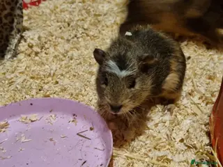 Guinea Pig rodents 2 lovely sisters - Advert 1