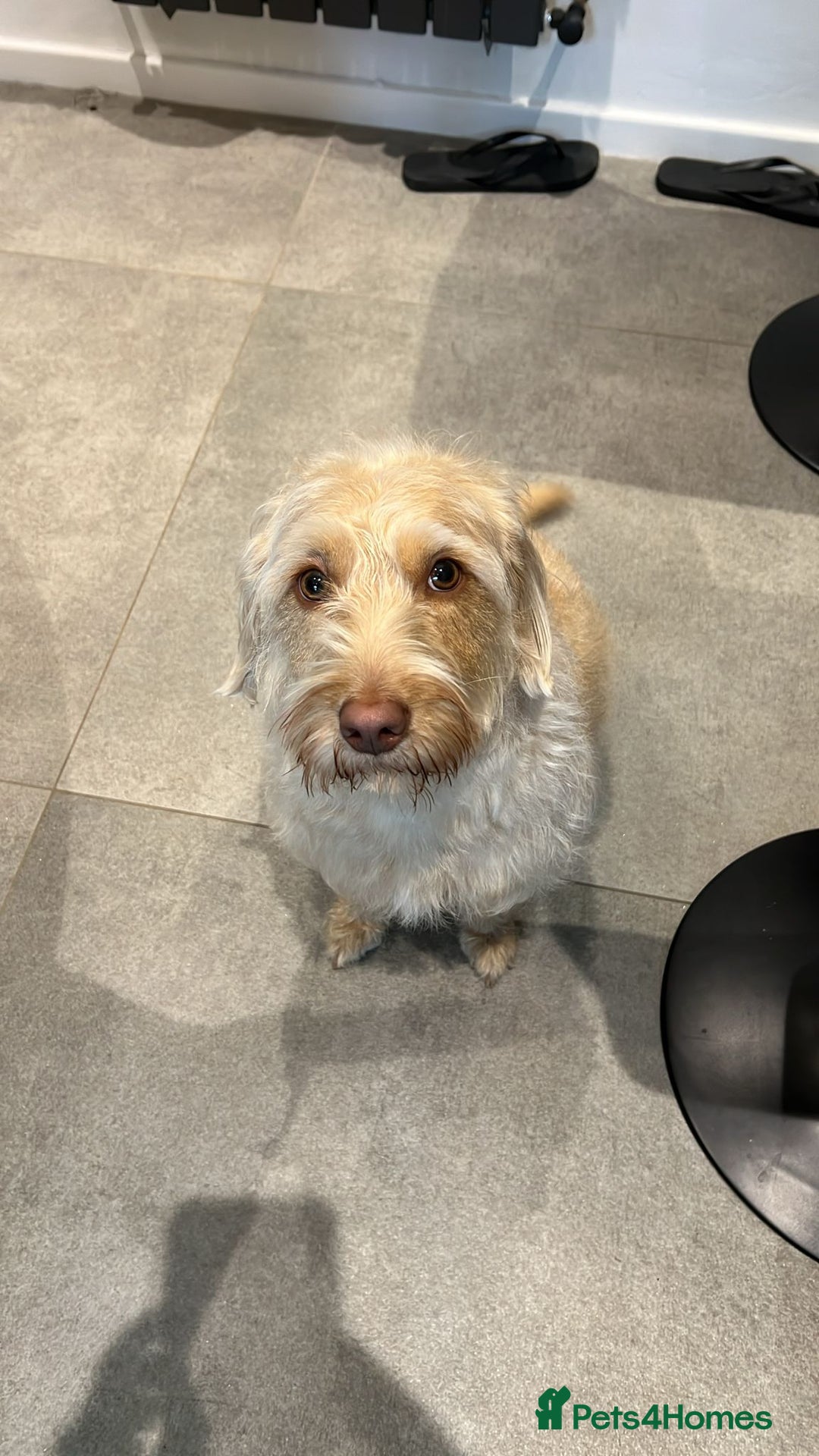 Labradoodle dogs for sale: Miniature Labradoodle - Image 2
