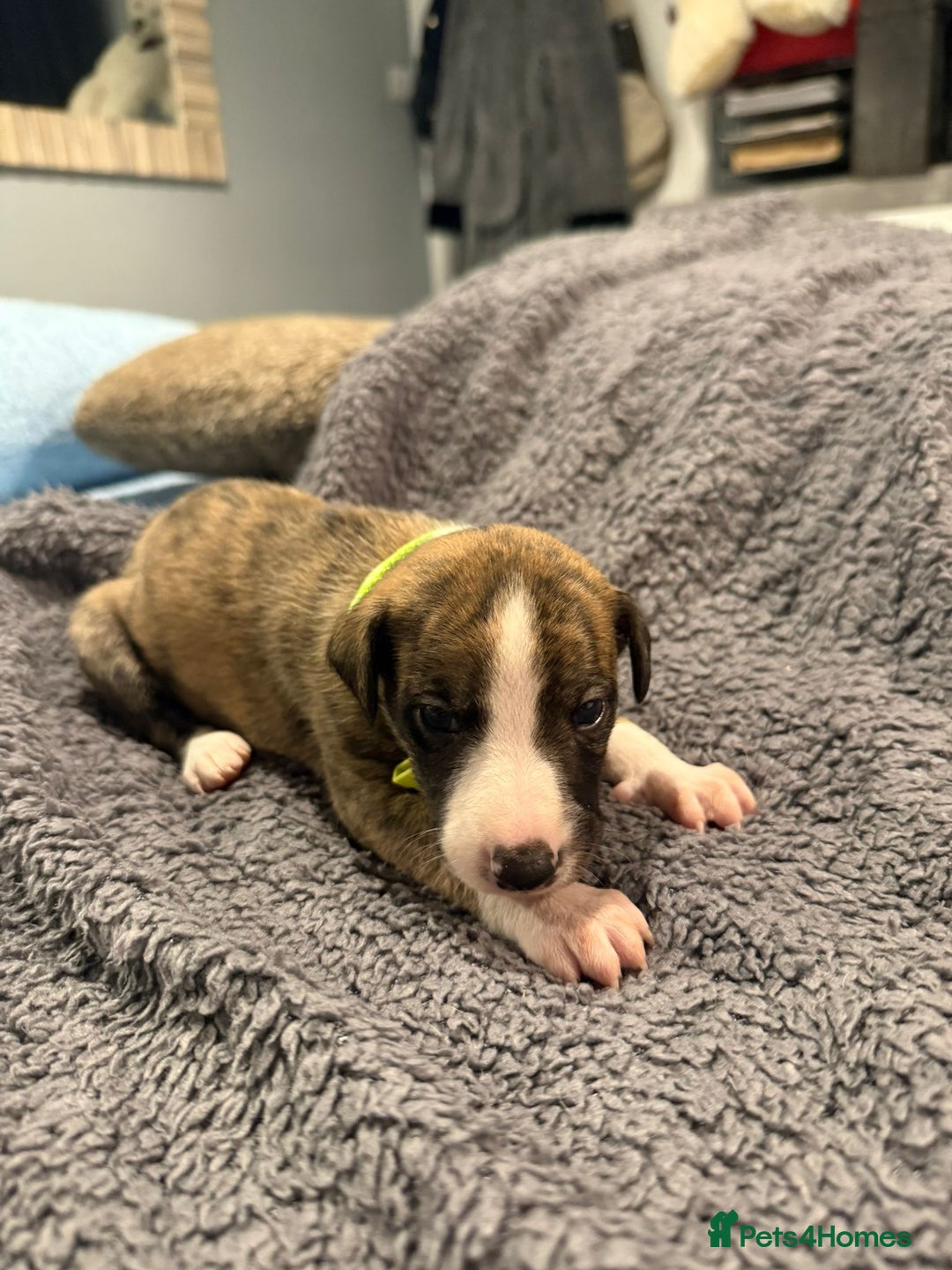 Whippet dogs for sale: 4 x 4 week old pups - Advert 6