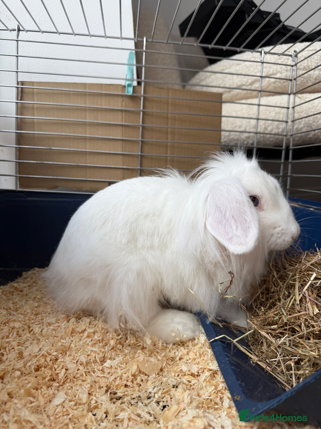 Lionhead rabbits for sale: Rabbit  - Image 3