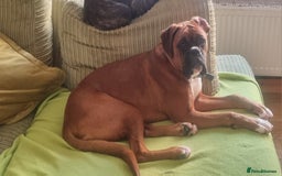 Boxer dogs for stud: Boxer for breeding - Image 2
