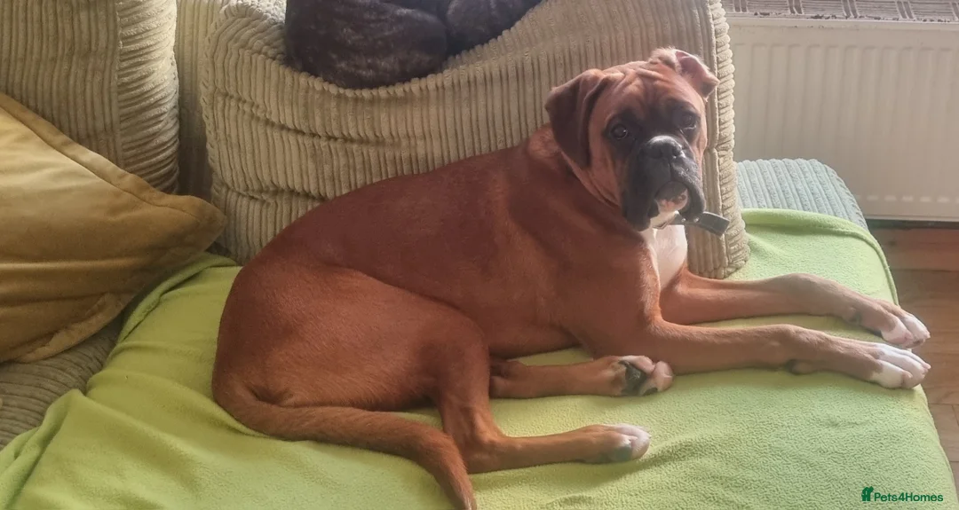 Boxer dogs for stud: Boxer for breeding - Advert 2