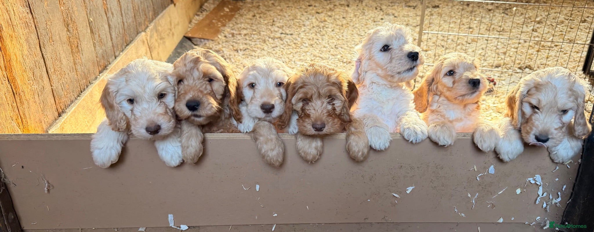 Cockapoo dogs Stunning Standard Cockapoos  - Advert 2