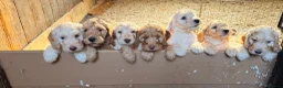 Cockapoo dogs for sale: Stunning Standard Cockapoos  - Advert 2