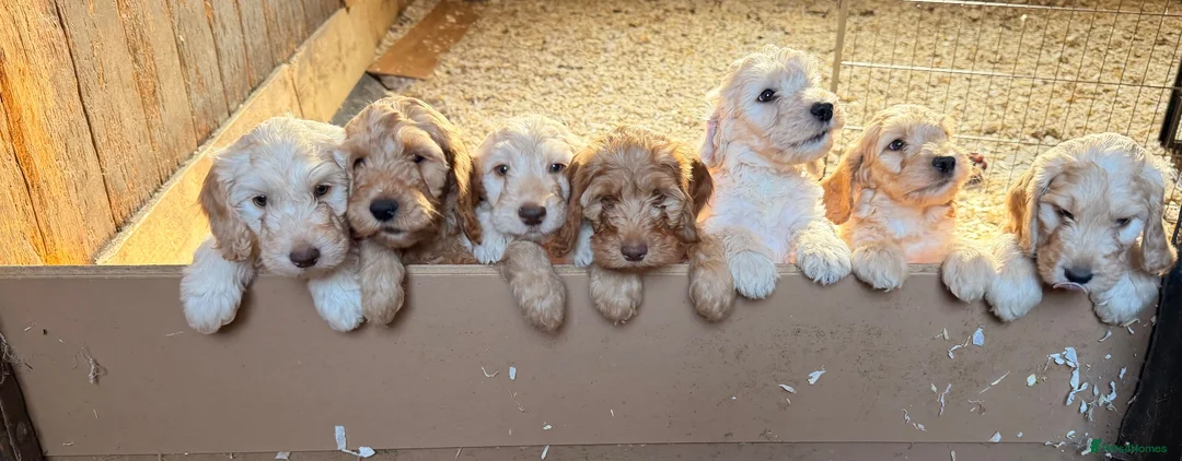 Cockapoo dogs for sale: Stunning Standard Cockapoos  - Advert 2