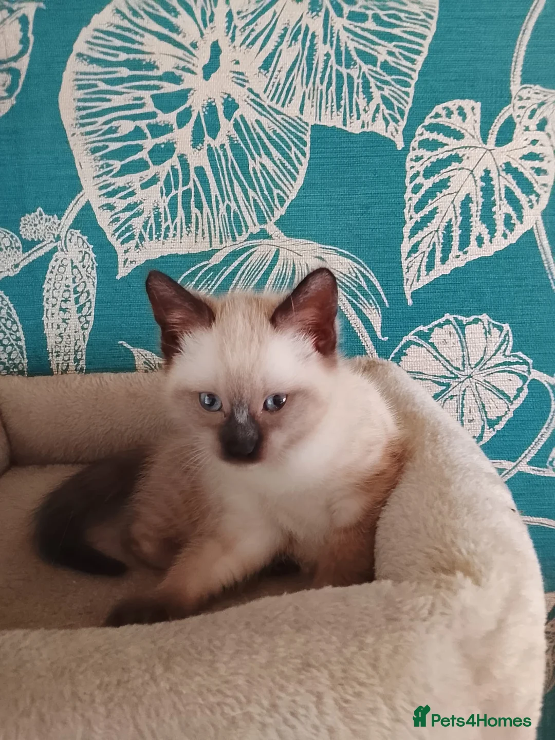 Siamese cats for sale: (1 Left)beautiful Kitten Lokking forever Home 🏡❤️ - Advert 9