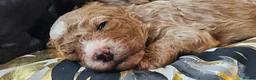 Cockapoo dogs for sale: F2B Merle Cockapoo Puppies - Girls & Boys - Advert 31