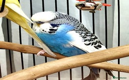Budgerigars birds for sale: 3 Healthy Budgies with Cage & Toys Manchester  - Image 4