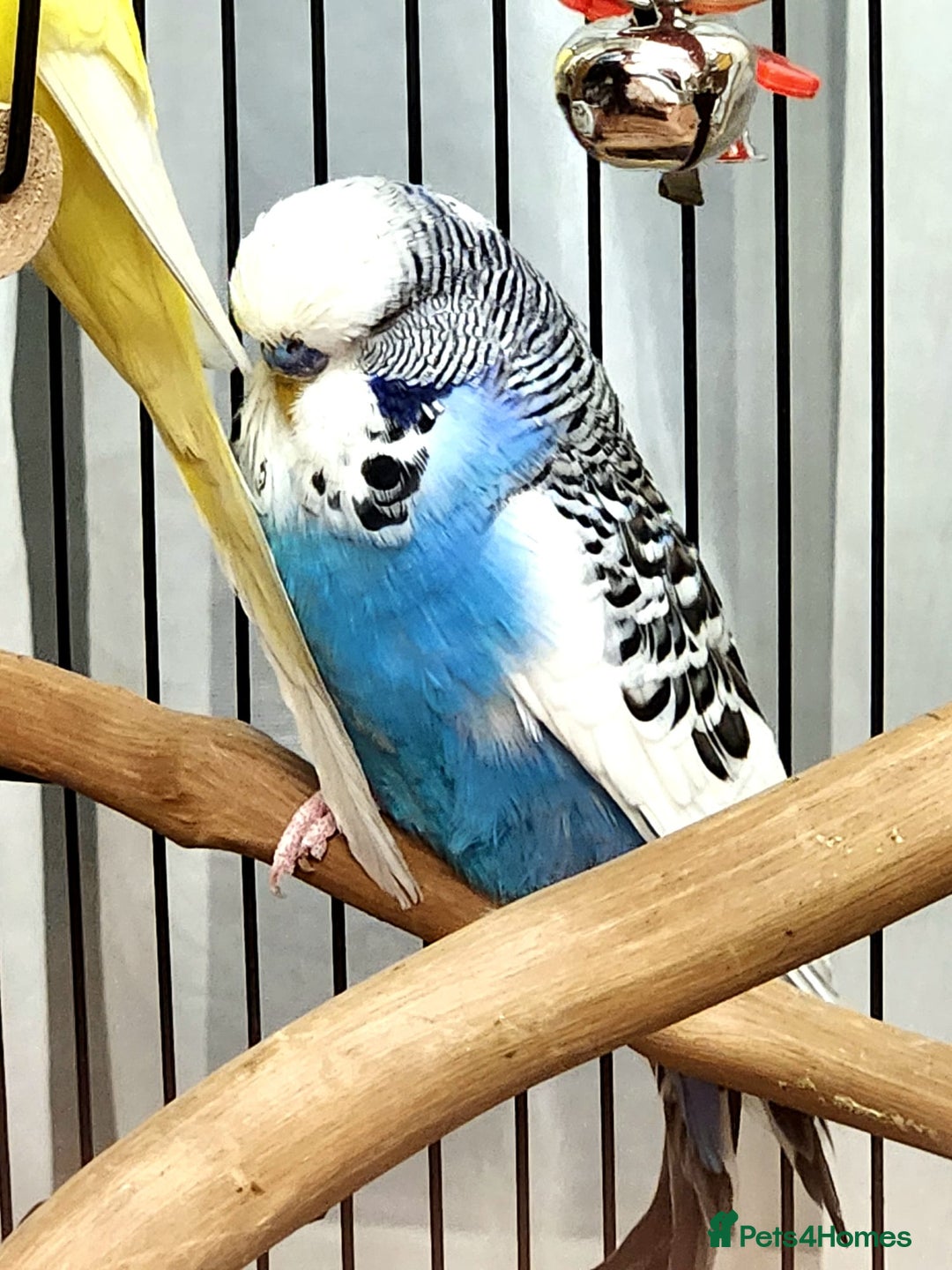 Budgerigars birds for sale: 3 Healthy Budgies with Cage & Toys Manchester  - Image 4