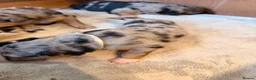 Mixed Breed dogs for sale: Shollie litter expected on the 16th of September - Advert 6