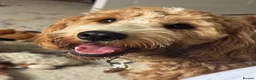 Cockapoo dogs for stud: Kobe 🌟 Stunning F1 miniature cockapoo for stud - Advert 10
