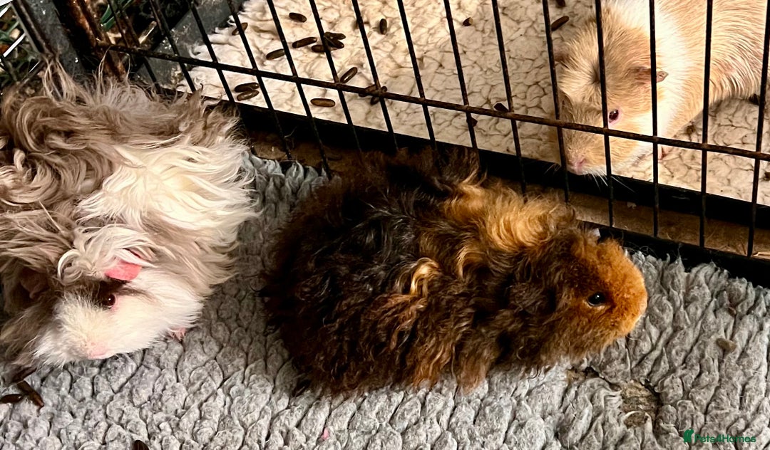 Guinea Pig rodents for sale: Two pairs of bonded Texel and Lunkarya boys - Advert 8