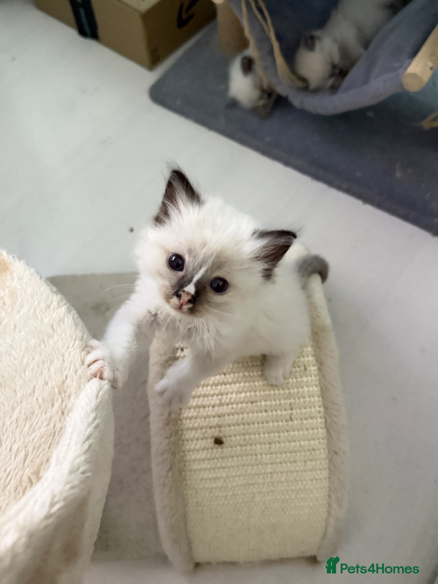 Ragdoll cats *** 3 Beautiful Pure Ragdoll Kittens left *** - Advert 2