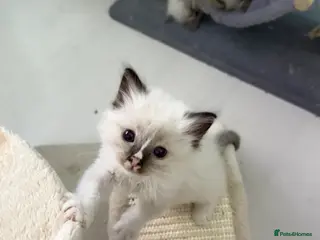 Ragdoll cats *** 3 Beautiful Pure Ragdoll Kittens left *** - Advert 1