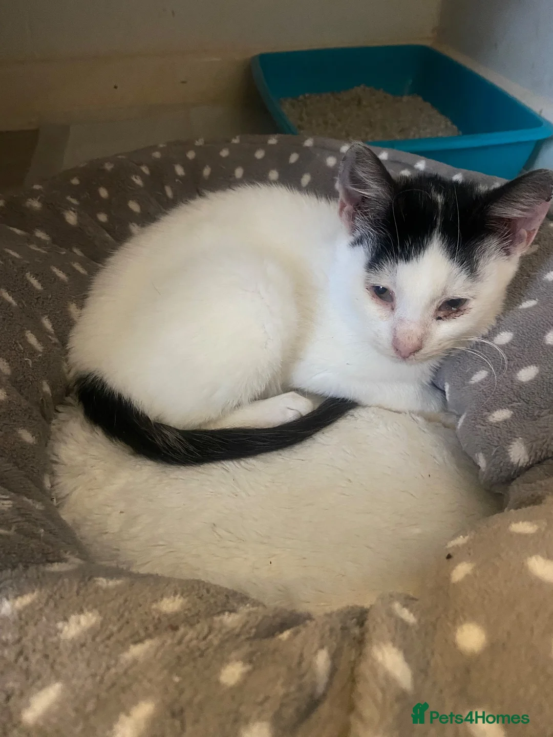 Domestic Shorthair cats for sale: White cat  - Advert 4