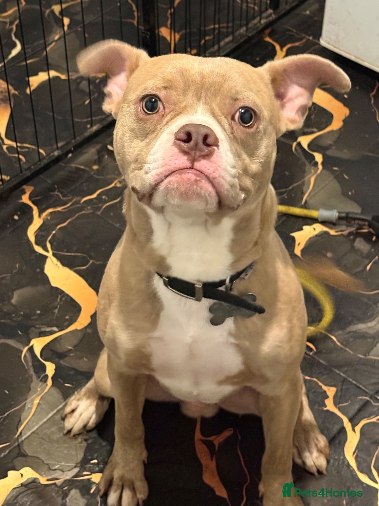 Mixed Breed dogs 2 Male French bulldog cross staff  - Advert 8