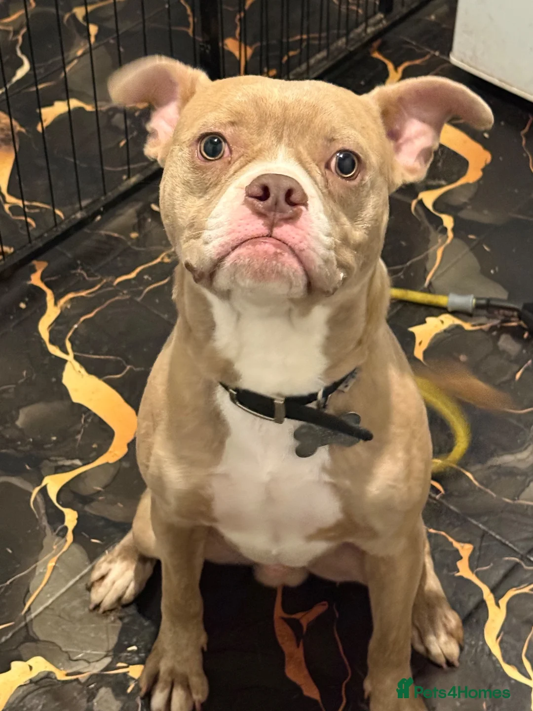 Mixed Breed dogs for sale: 2 Male French bulldog cross staff  - Advert 2