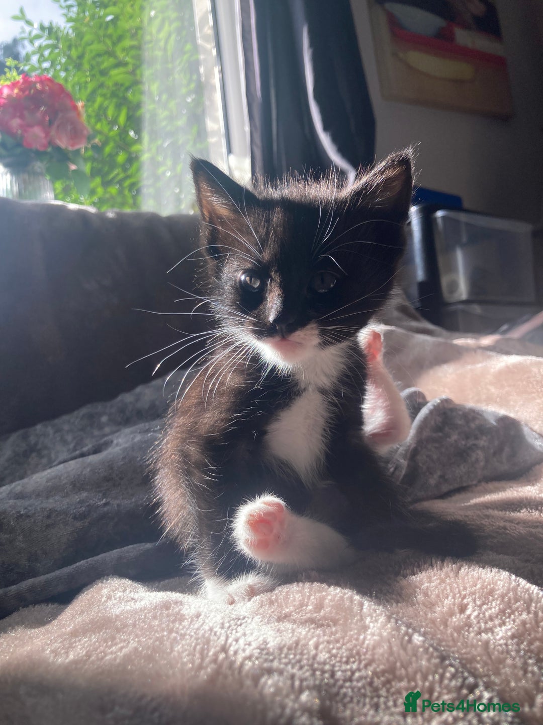 Mixed Breed cats for sale: Kittens for sale - Image 3