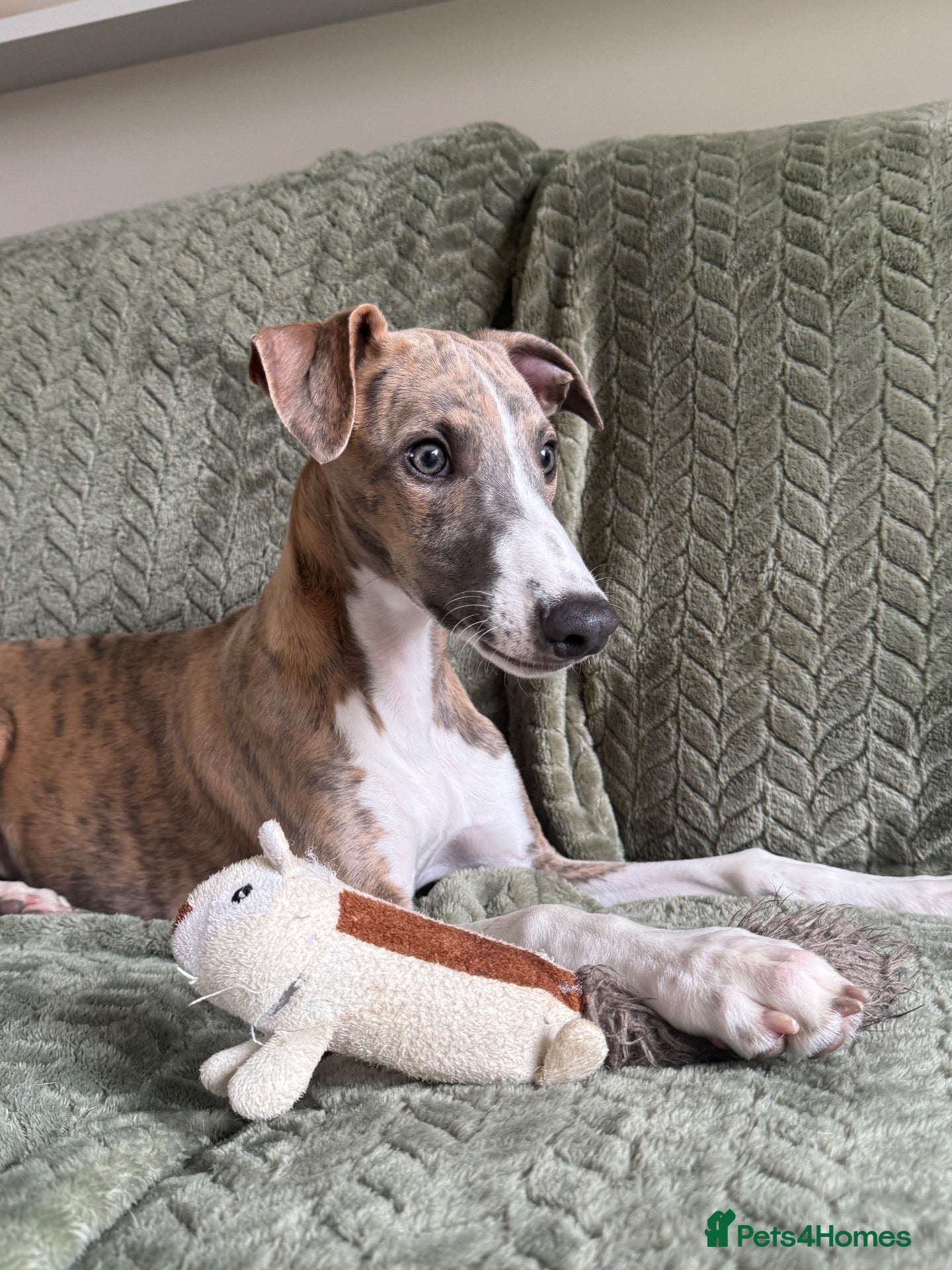 Whippet dogs Beautiful whippet boy💙 - Advert 17