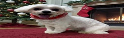 Maltese dogs for sale: Maltese female dog (BELLA) - Advert 6