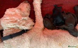 Sheepadoodle dogs for sale: Sheepadoodle Standard Size F1b puppies - Image 14