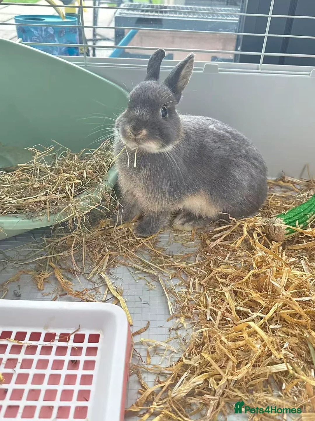 Netherland Dwarf rabbits for sale: pure Netherlands Dwarfs Bunnies in Poole - Advert 11