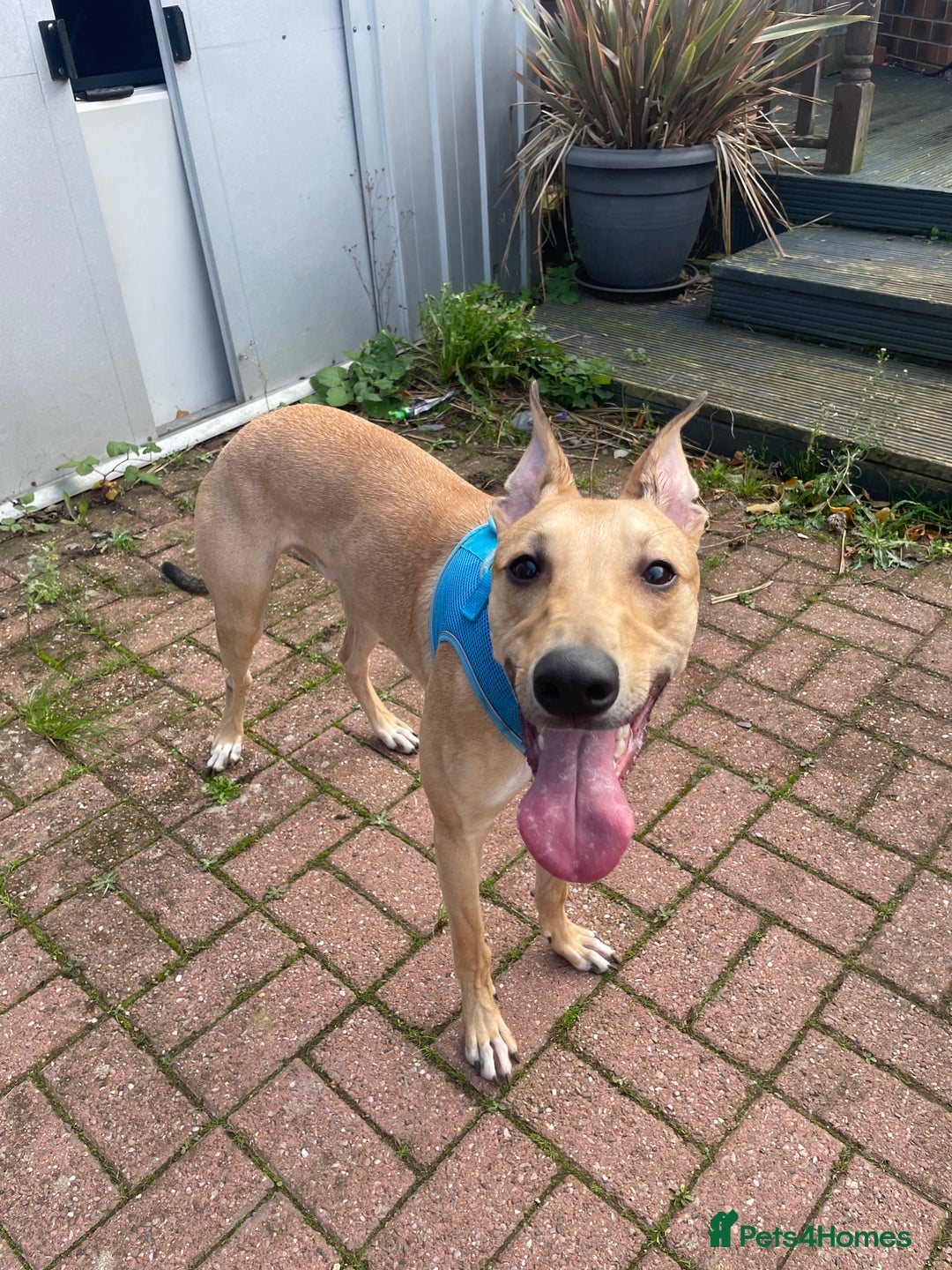 Lurcher dogs for sale: Free to a good home  - Image 3