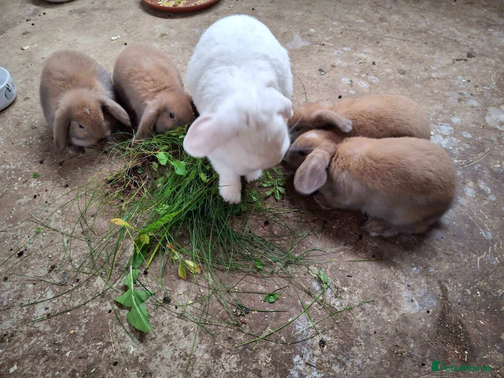 Mixed Breed rabbits Mixed  - Advert 5