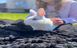 Dutch rabbits for sale: Beautiful white rabbit for rehoming - Image 2
