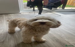 Cockapoo dogs for stud: Gorgeous Cockapoo For Stud 🐶🐾💙 - Image 1