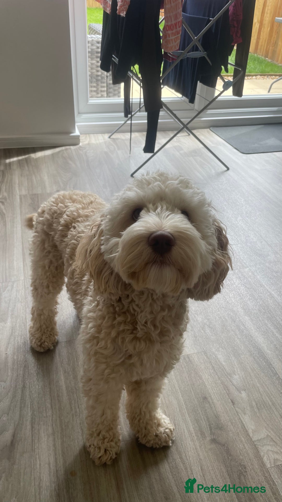 Cockapoo dogs for stud: Gorgeous Cockapoo For Stud 🐶🐾💙 - Image 1