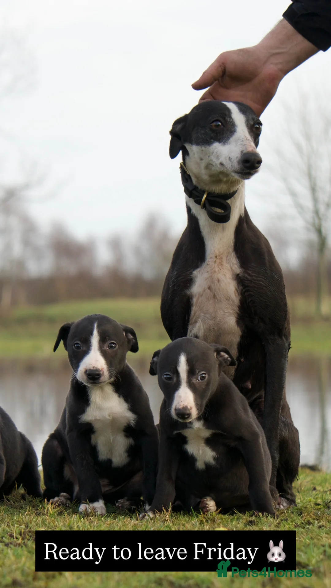 Mixed Breed dogs for sale: 🔥 Whippet Bull Wheaten Greyhound Puppies 🔥 - Advert 6