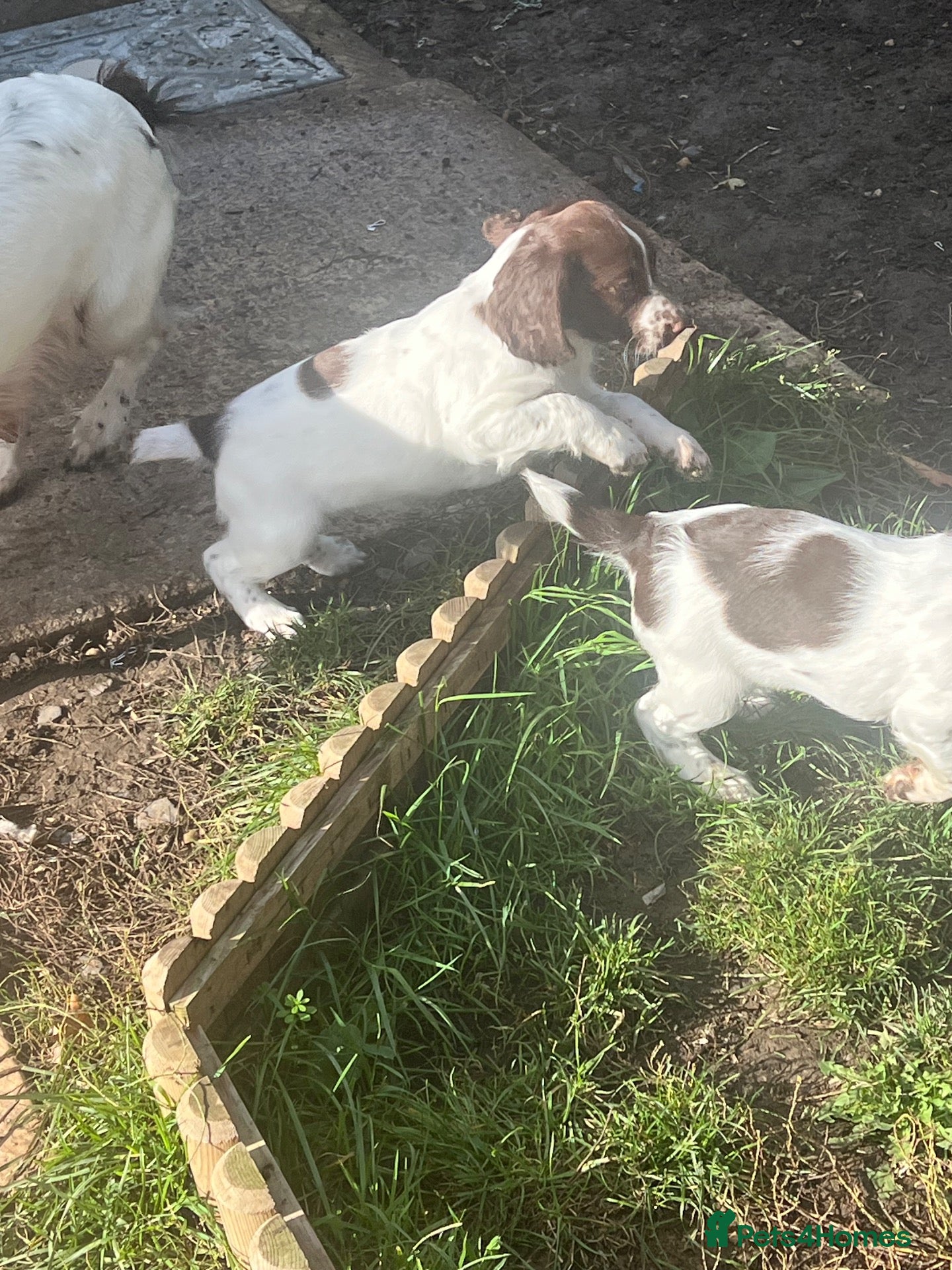 English Springer Spaniel dogs 2 Bitch KC reg Springer spaniel Pups Ready Now - Advert 1