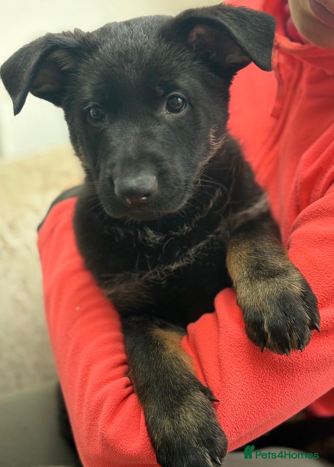 German Shepherd dogs FEMALE AVAILABLE : WORKING LINE SHEPHERD - Advert 7