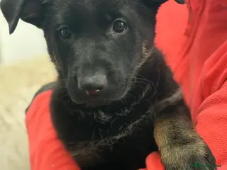 German Shepherd dogs FEMALE AVAILABLE : WORKING LINE SHEPHERD - Advert 8