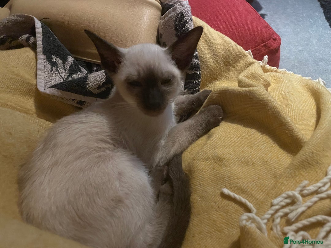 Siamese cats for sale: Seal Point Siamese Kittens  - Image 4