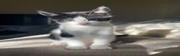 Domestic Shorthair cats for sale: Black and white kittens - Advert 3