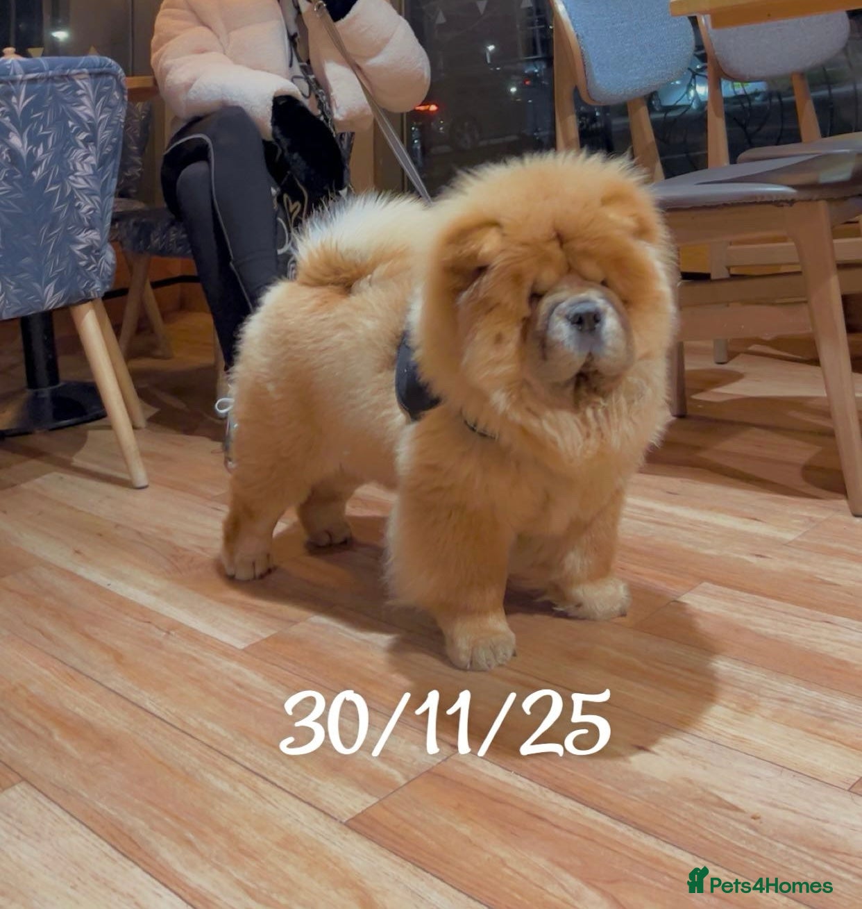 Chow Chow dogs Champion chow chow  - Advert 13