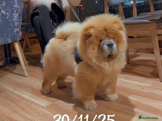 Chow Chow dogs Champion chow chow - Advert 3