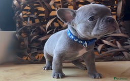 French Bulldog dogs for sale: Pedigree Frenchies - New Shade Isabella’s & Lilacs - Image 5