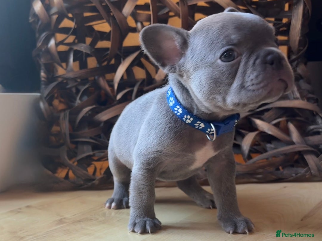 French Bulldog dogs for sale: Pedigree Frenchies - New Shade Isabella’s & Lilacs - Image 5