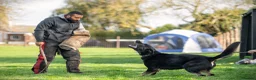 German Shepherd dogs for sale: Top Working Line KC GSD  - Advert 14
