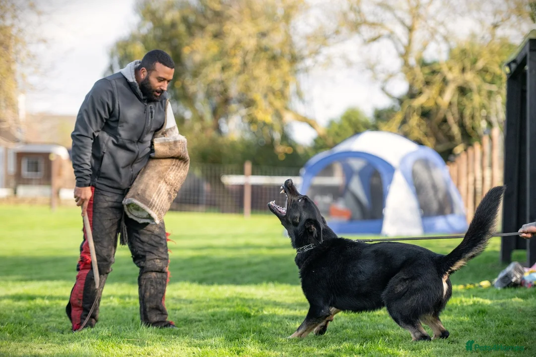 German Shepherd dogs for sale: Top Working Line KC GSD  - Advert 14