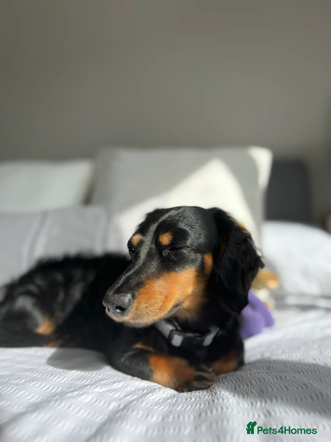 Miniature Dachshund dogs for stud: KC Longhaired Black & Tan Miniature Dachshund stud - Advert 2